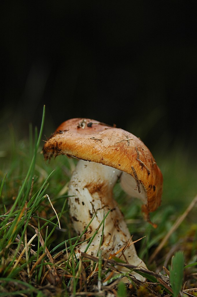 Cortinarius inexpectatus Brandrud